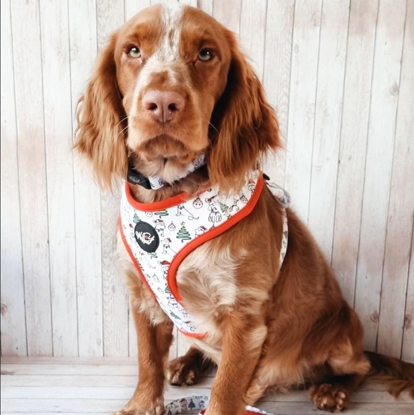 Honden tuigjes kopen