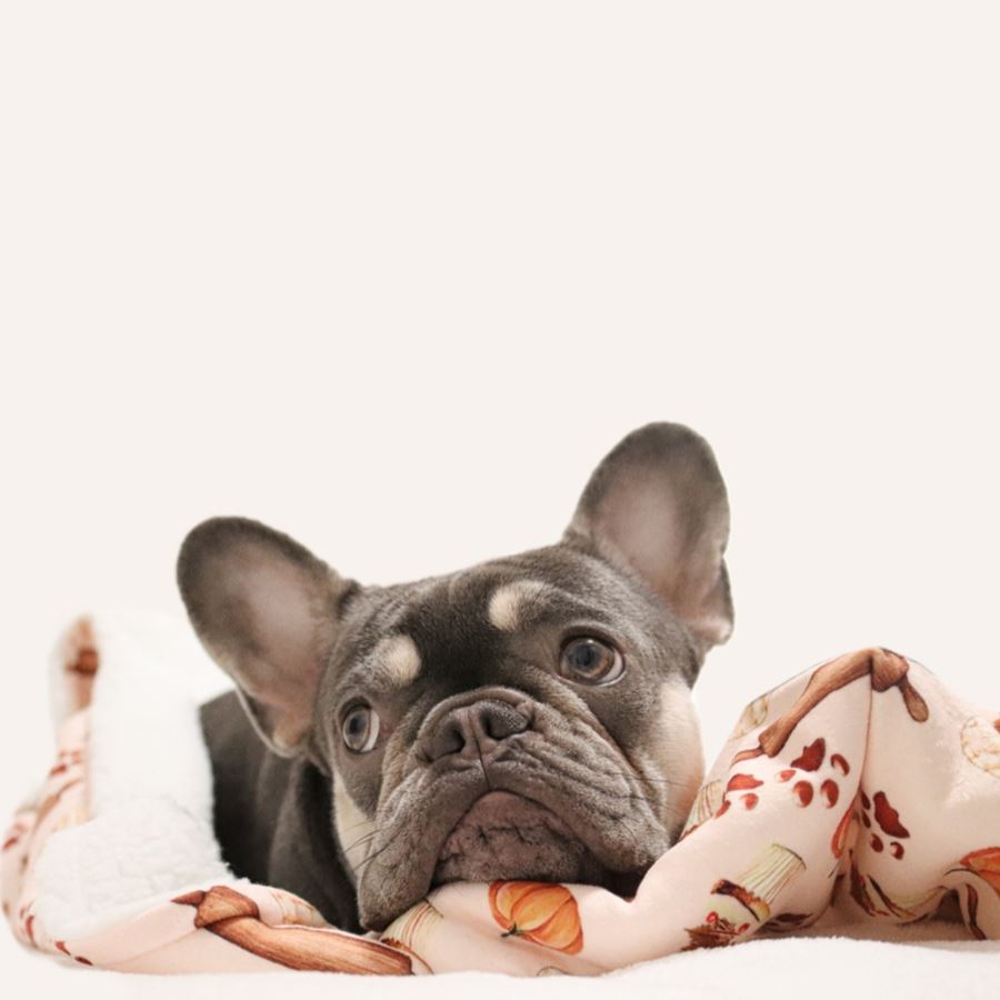 honden accessoires